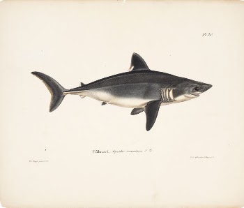 Porbeagle, female, 1836 - 1857, | Free Photo - rawpixel