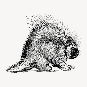 Porcupine clipart, vintage animal illustration | Free Vector - rawpixel