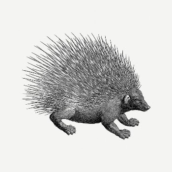 Porcupine clipart, vintage illustration psd. | Free PSD Illustration - rawpixel