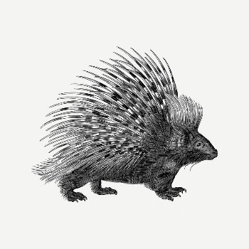 Porcupine clipart, vintage illustration psd. | Free PSD Illustration - rawpixel