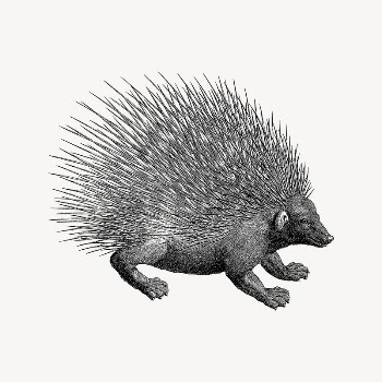Porcupine collage element, drawing illustration | Free Vector Illustration - rawpixel