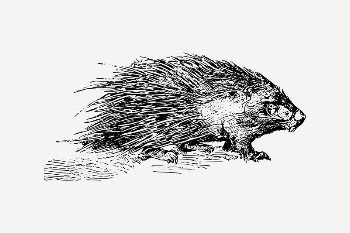 Porcupine collage element, rodent animal | Free PSD Illustration - rawpixel