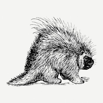 Porcupine drawing, animal vintage illustration | Free PSD - rawpixel