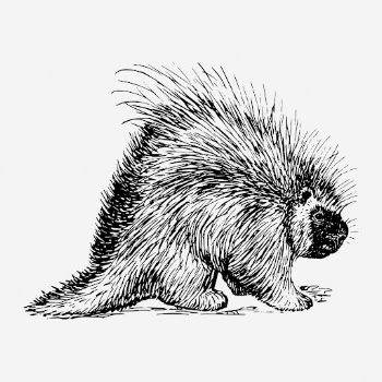 Porcupine drawing, vintage animal illustration. | Free Photo - rawpixel