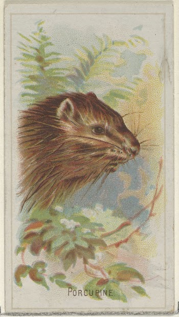 Porcupine, from the Wild Animals | Free Photo - rawpixel