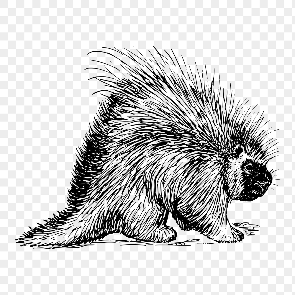 Porcupine png sticker, animal vintage | Free PNG - rawpixel