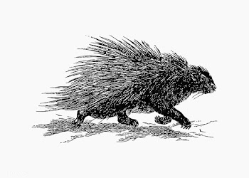 Porcupine running vintage drawing | Free stock vector - 572451