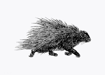 Porcupine running vintage drawing | Free stock vector - 572529