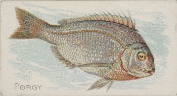 Porgy, from the Fish from American | Free Photo - rawpixel