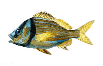 Porkfish (Pristipoma virginianum) illustrated.. | Free stock vector - 467620