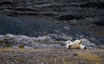Porlarbear Hornsund, Svalbard