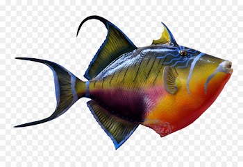 Portable Document Format Fish - Colorful Fish 
