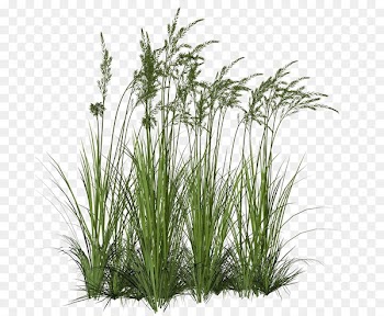 Portable Network Graphics Aquatic Plants Clip art Grasses - plants 