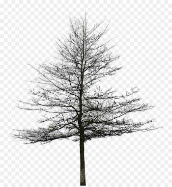 Portable Network Graphics Architecture Tree Image Architectural rendering - tree 