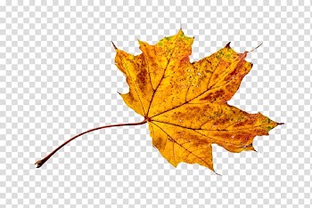 Portable Network Graphics Autumn Leaf, autumn transparent background PNG clipart