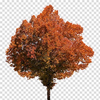 Portable Network Graphics Autumn leaf color Tree, tree transparent background PNG clipart