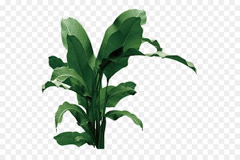 Portable Network Graphics Banana leaf Clip art Saba banana -  