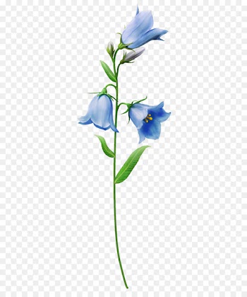 Portable Network Graphics Bellflowers Clip art Psd - flower 
