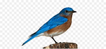 Portable Network Graphics Bird Clip art Image Computer file - Bird 