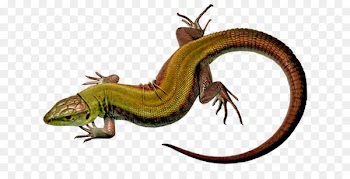 Portable Network Graphics Centerblog Image Lacertids Drawing - lizard 