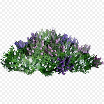 Portable Network Graphics Clip art Flower Shrub Image -  
