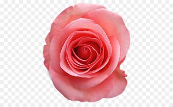 Portable Network Graphics Clip art Garden roses Image Pink - orint 