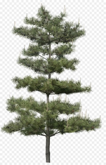 Portable Network Graphics Clip art Image Adobe Photoshop Tree - tree 