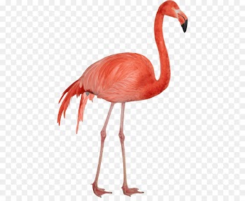 Portable Network Graphics Clip art Image Flamingo Transparency - flamingo 