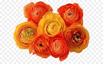 Portable Network Graphics Clip art Image Flower Computer Icons - orint 