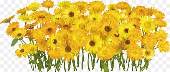 Portable Network Graphics Clip art Image Flower Download - flower 
