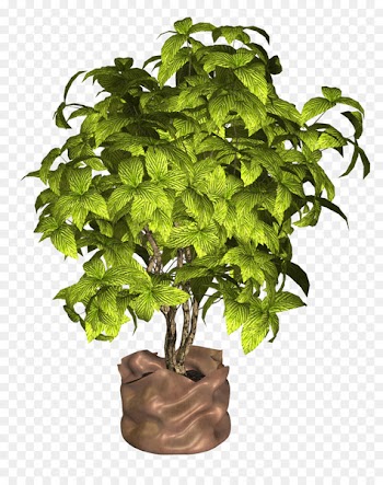 Portable Network Graphics Clip art Image Plants Flowerpot - ginsengpng watercolor 