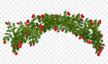 Portable Network Graphics Clip art Image Rose Shrub - rose 