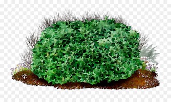 Portable Network Graphics Clip art Image Shrub Transparency -  