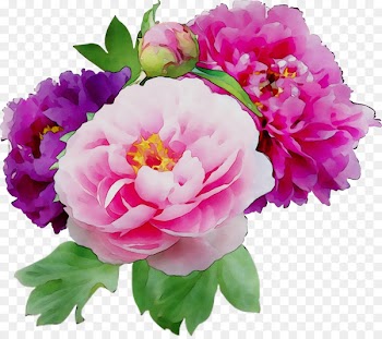 Portable Network Graphics Clip art Peony Flower Image -  