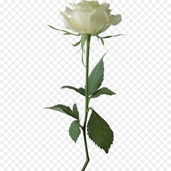 Portable Network Graphics Clip art Rose Image Transparency - flowerhead 