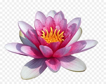 Portable Network Graphics Clip art The Water Lily Pond Image Sacred Lotus - spa wallpaper 