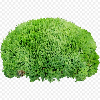 Portable Network Graphics Clip art Transparency Image Shrub -  