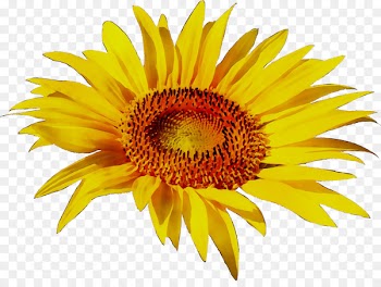 Portable Network Graphics Clip art Transparency Image Sunflower -  