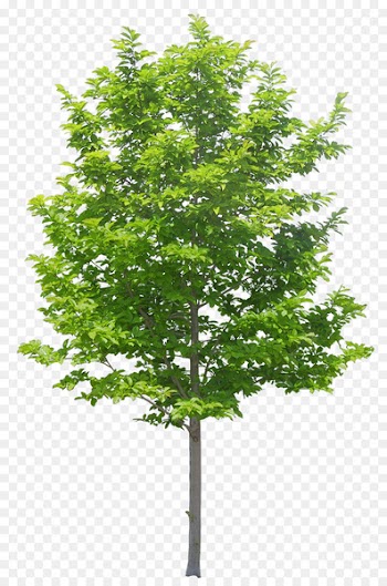 Portable Network Graphics Clip art Tree Image Design - tree 