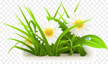 Portable Network Graphics Clip art Vector graphics Flower Image - flower 