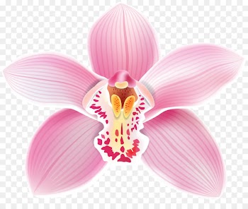 Portable Network Graphics Clip art Vector graphics Image Cattleya loddigesii - flower top 