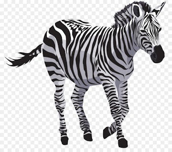 Portable Network Graphics Clip art Zebra Image Transparency - zebra 