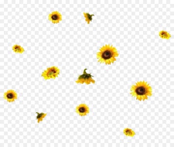 Portable Network Graphics Common sunflower Image Daisy family GIF - girasole frame 