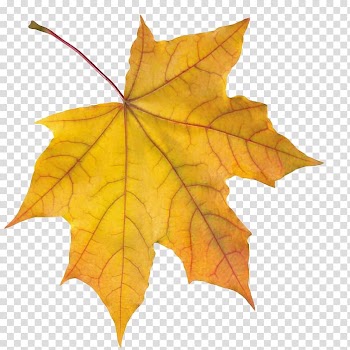 Portable Network Graphics Desktop Autumn leaf color, autumn transparent background PNG clipart