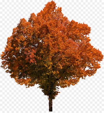 Portable Network Graphics Fall Tree Image Autumn - tree 