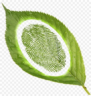 Portable Network Graphics Fingerprint Image Design Download - fingerprint 