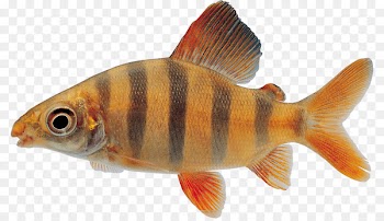 Portable Network Graphics Fish Clip art Computer Icons Image - fish 