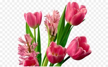 Portable Network Graphics Flower bouquet Tulip Clip art - bitly vector 