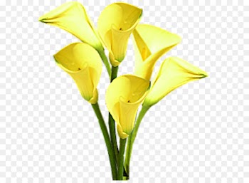 Portable Network Graphics Flower Image Blog Clip art - flower 