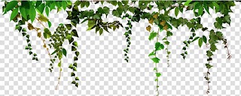 Portable Network Graphics Frames Filtre graph Decoratie, Hanging leaves transparent background PNG clipart